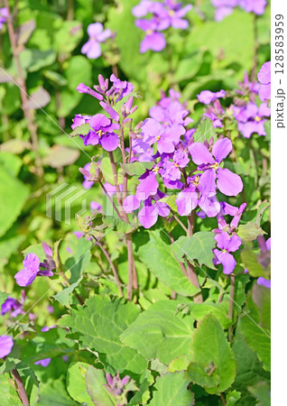 植物・ショカッサイ　アブラナ科 128583959