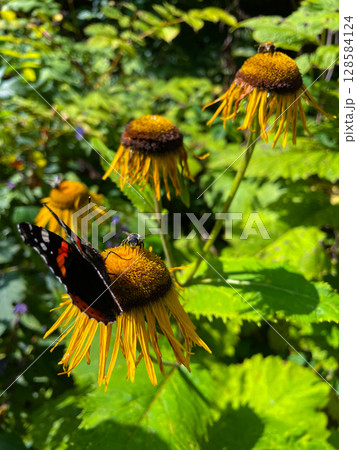 A beautiful yellow butterfly on a white flower A beautiful yellow butterfly on a white flower 128584124