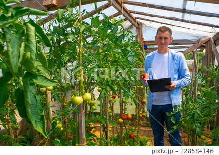 young agronomist, in a tomato greenhouse, studies the quality, non-GMO young agronomist, in a tomato greenhouse, studies the quality, non-GMO 128584146