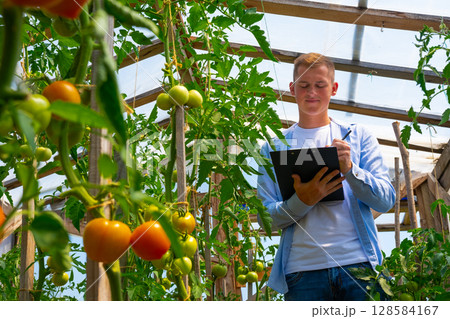 A young agronomist, a farmer with a tablet in his hands, in a tomato greenhouse, studies the quality, non-GMO, and ripeness of tomatoes. Environmentally friendly products. 128584167