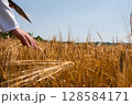 Agricultural scientist is deeply engrossed in taking notes while conducting a thorough examination of wheat crop in a sprawling field. 128584171