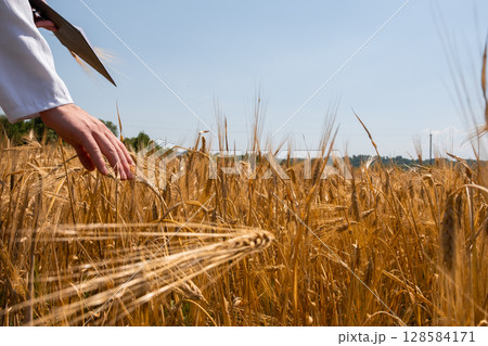 Agricultural scientist is deeply engrossed in taking notes while conducting a thorough examination of wheat crop in a sprawling field. Agricultural scientist is deeply engrossed in taking notes while conducting a thorough examination of wheat crop in a sprawling field. 128584171