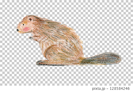 Cute color crayon pencils drawing brown beaver with big tail. Childish hand drawn textured illustration with forest animal for kid greeting card design, children banner, sticker, wildlife poster 128584246