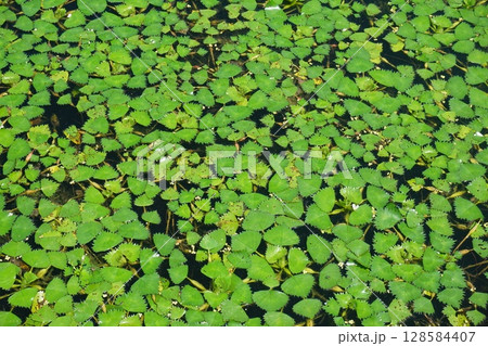池一面に繁茂した菱の葉 池一面に繁茂した菱の葉 128584407