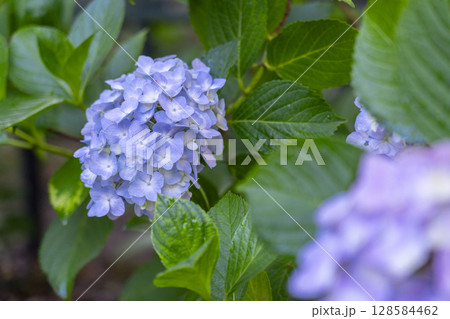 夏の京都 藤森神社 あじさい苑 夏の京都 藤森神社 あじさい苑 128584462