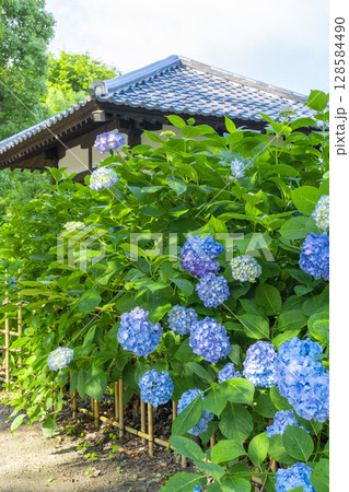 夏の京都 藤森神社 あじさい苑 夏の京都 藤森神社 あじさい苑 128584490