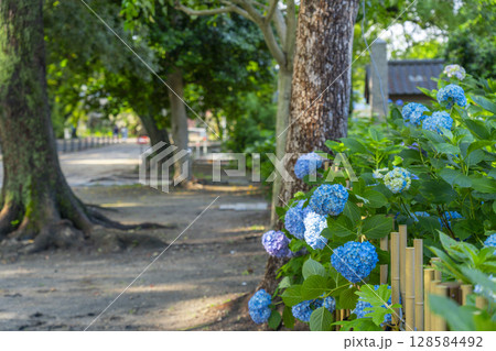 夏の京都　藤森神社　あじさい苑 128584492