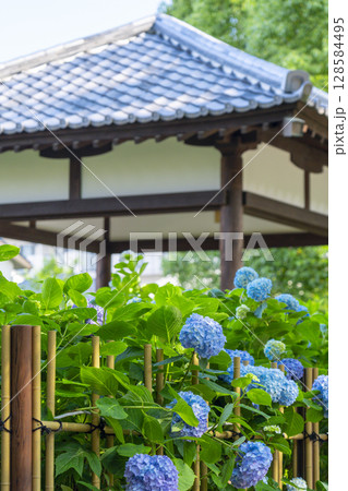 夏の京都　藤森神社　あじさい苑 128584495