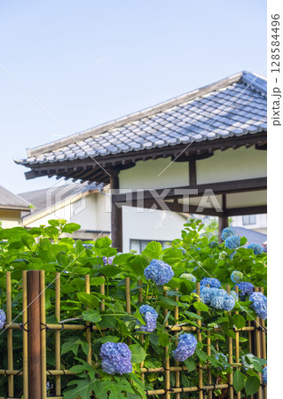 夏の京都 藤森神社 あじさい苑 夏の京都 藤森神社 あじさい苑 128584496