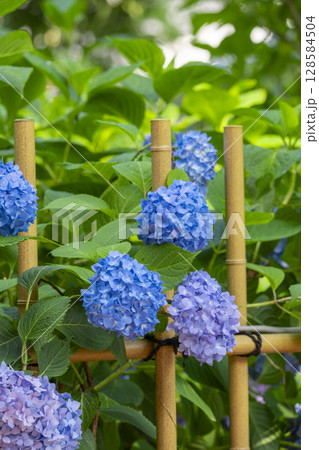夏の京都 藤森神社 あじさい苑 夏の京都 藤森神社 あじさい苑 128584504