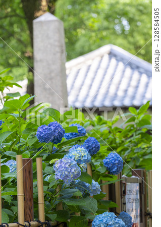 夏の京都 藤森神社 あじさい苑 夏の京都 藤森神社 あじさい苑 128584505