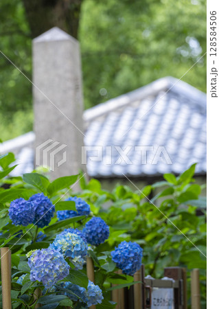 夏の京都 藤森神社 あじさい苑 夏の京都 藤森神社 あじさい苑 128584506