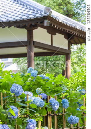 夏の京都 藤森神社 あじさい苑 夏の京都 藤森神社 あじさい苑 128584508