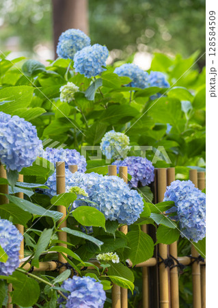 夏の京都　藤森神社　あじさい苑 128584509
