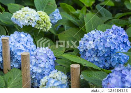 夏の京都　藤森神社　あじさい苑 128584528