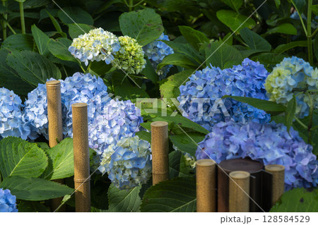 夏の京都 藤森神社 あじさい苑 夏の京都 藤森神社 あじさい苑 128584529