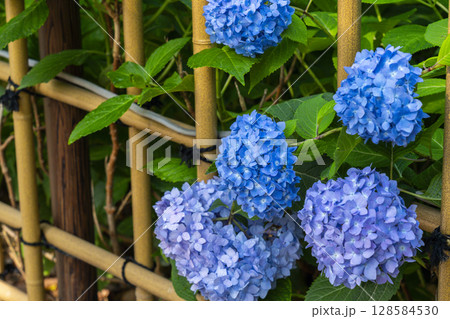 夏の京都 藤森神社 あじさい苑 夏の京都 藤森神社 あじさい苑 128584530