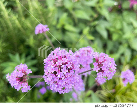 ふんわりとした紫色の小花が美しい三尺バーベナ | 植物をテーマにしたデザイン、癒しの背景素材 128584777