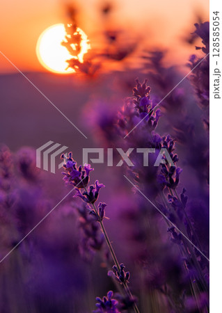 Lavender Sunset Field: Plants bloom during golden hour for aromatherapy essence under soft light. Lavender Sunset Field: Plants bloom during golden hour for aromatherapy essence under soft light. 128585054