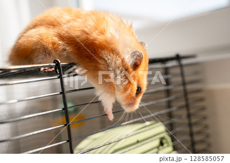 Hamster Cage Pet: Ginger hamster escapes metal cage near window on a sunny day, exploring surroundings. 128585057