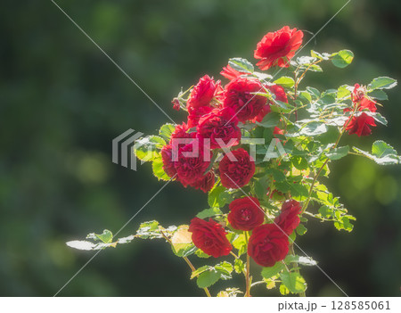 赤いバラ 128585061