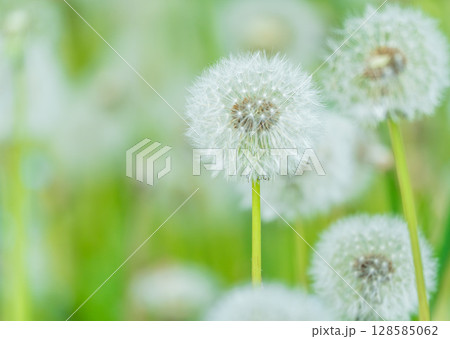 ふわふわなタンポポの綿毛 ふわふわなタンポポの綿毛 128585062