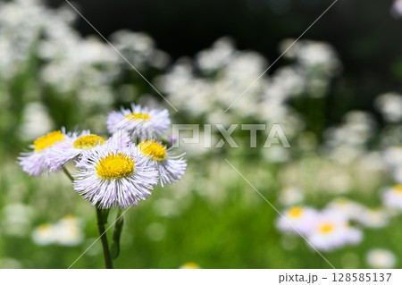 公園に綺麗に咲くヒメジョオンの花畑 公園に綺麗に咲くヒメジョオンの花畑 128585137