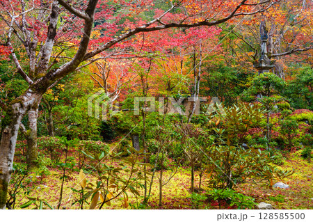 京都 秋の西明寺の庭園 京都 秋の西明寺の庭園 128585500