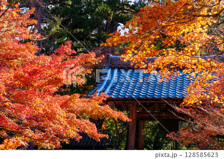 京都　秋の西明寺 128585623