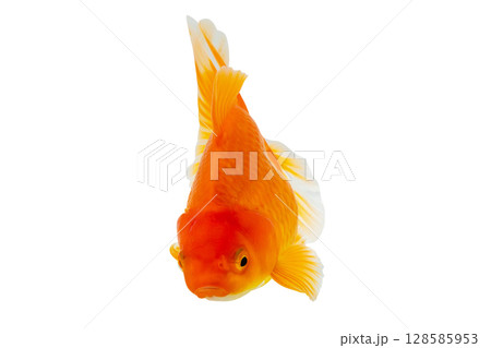 Oranda goldfish isolated on white background close up 128585953