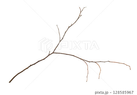 Dry tree branches isolated on white background 128585967