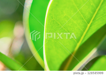 Natural plant green leaf in garden with bokeh background Natural plant green leaf in garden with bokeh background 128585999
