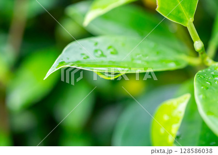 rain water drop on green leaf closeup natural background 128586038