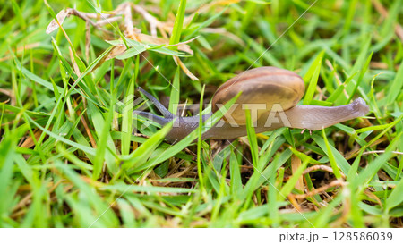 little helix snail on green grass close up little helix snail on green grass close up 128586039