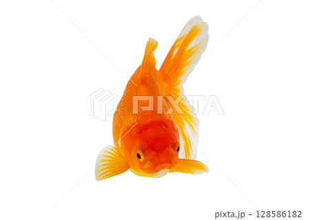 Oranda goldfish isolated on white background close up Oranda goldfish isolated on white background close up 128586182
