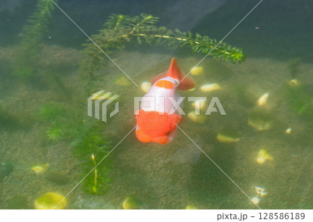 Goldfish in aquarium fish pond close up Goldfish in aquarium fish pond close up 128586189