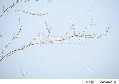 Dry tree branches with blue sky 128586218