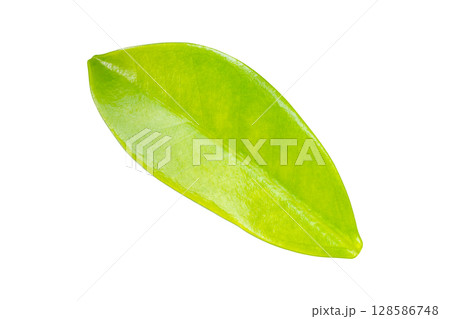 Natural green leaf isolated on white background 128586748