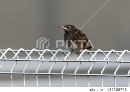 フェンスに止まるヒヨドリの幼鳥 128586768