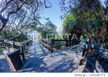 Mangrove Wetland Walking Paths Tropical Coastline 128586773
