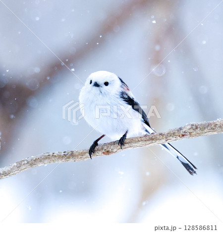 小雪に佇むシマエナガ 128586811