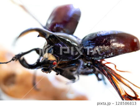 飛ぶネプチューンオオカブト 飛ぶネプチューンオオカブト 128586813