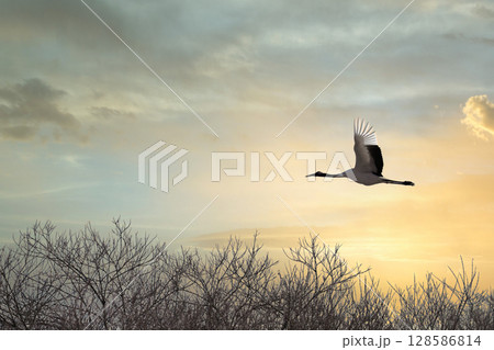 夕陽を飛ぶタンチョウ 夕陽を飛ぶタンチョウ 128586814