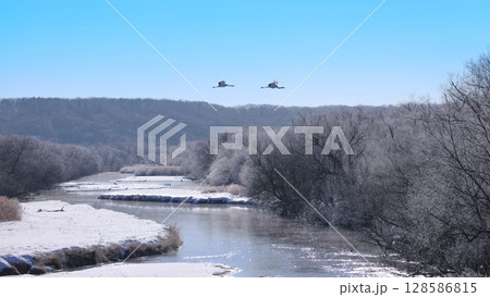 雪裡川を飛ぶタンチョウ 128586815