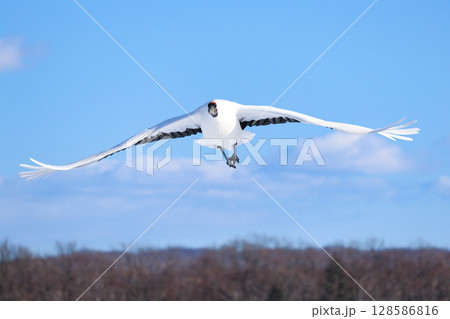 悠然と飛ぶタンチョウ 128586816