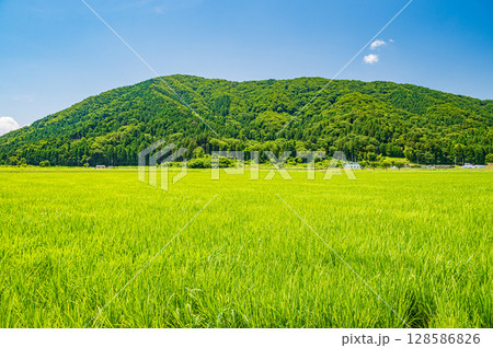 奥琵琶湖西浅井町の田園風景 滋賀県長浜市 奥琵琶湖西浅井町の田園風景 滋賀県長浜市 128586826