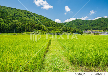 奥琵琶湖西浅井町の田園風景　滋賀県長浜市 128586834