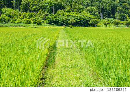 奥琵琶湖西浅井町の田園風景　滋賀県長浜市 128586835