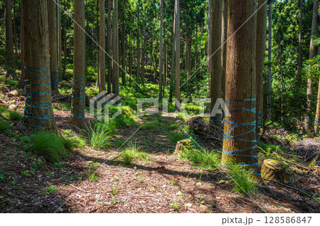 奥琵琶湖の針葉樹林 滋賀県長浜市 奥琵琶湖の針葉樹林 滋賀県長浜市 128586847