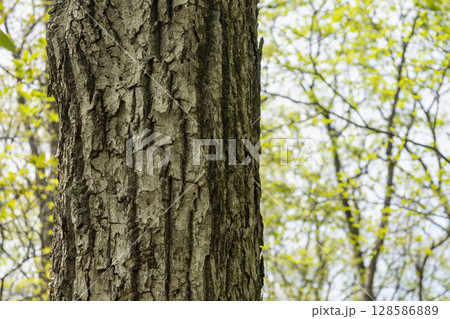 4月に新芽が萌えだした頃のミズナラの幹 128586889